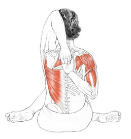 gomukhasana anatomia posteriore